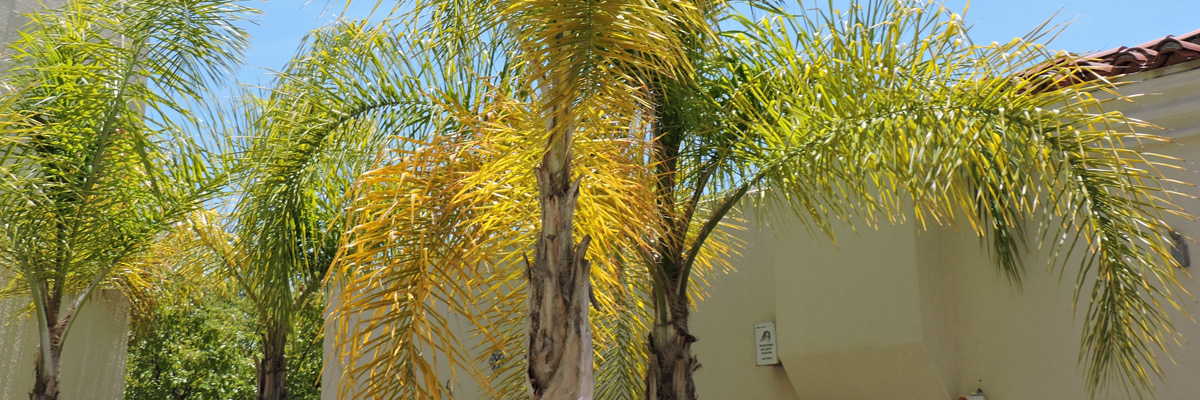 Nitrogen deficiency in a palm